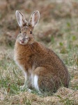 image of hare