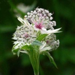 image of flower