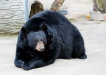 image of american_black_bear