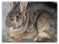 image of wood_rabbit