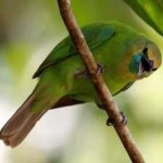 image of bird
