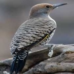 image of bird