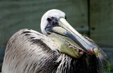image of animal