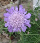 image of flower