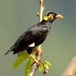 image of bird