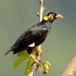 image of enggano_myna #15