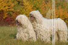 image of komondor