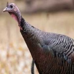 image of wild_turkey #7