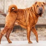 image of shar_pei #26