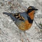 image of bird