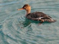 image of red_breasted_merganser