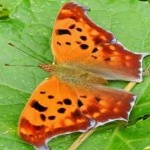 image of animal