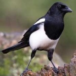 image of bird