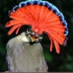image of bird