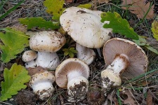 image of mushrooms
