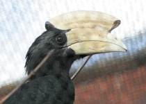 image of hornbill