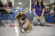 image of pekinese