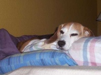 image of beagle