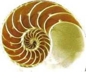image of nautilus