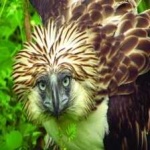 image of bird