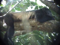 image of howler_monkey