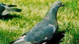image of animal