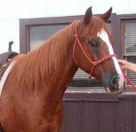 image of sorrel