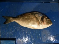 image of fish