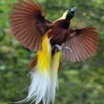 image of bird