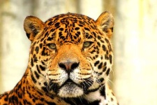 image of jaguar_car
