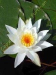 image of water_lilly