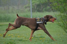 image of doberman #4