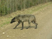 image of timber_wolf