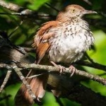 image of brown_thrasher #14