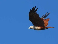 image of coucal