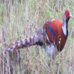 image of bird