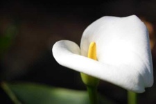 image of giant_white_arum_lily #36