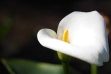 image of flower