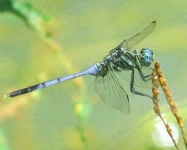 image of dragonfly