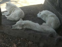 image of white_wolf