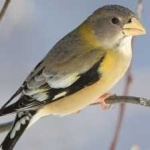 image of bird