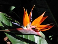 image of bird_of_paradise_flower #82