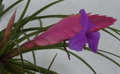 image of flower