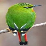 image of bird