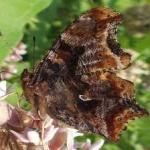 image of animal
