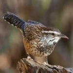 image of bird