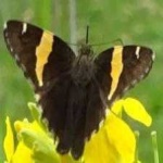 image of banded_butterfly #22