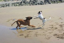 image of rhodesian_ridgeback