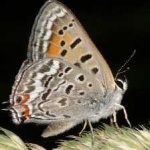 image of animal