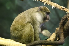 image of titi